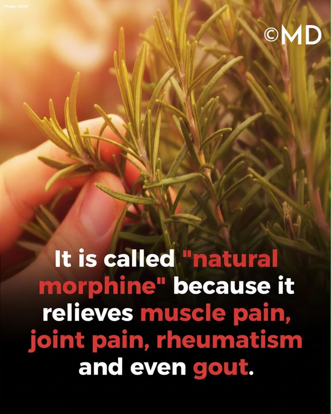 The Timeless Power of Rosemary: A Natural Path to Clarity and Well-Being