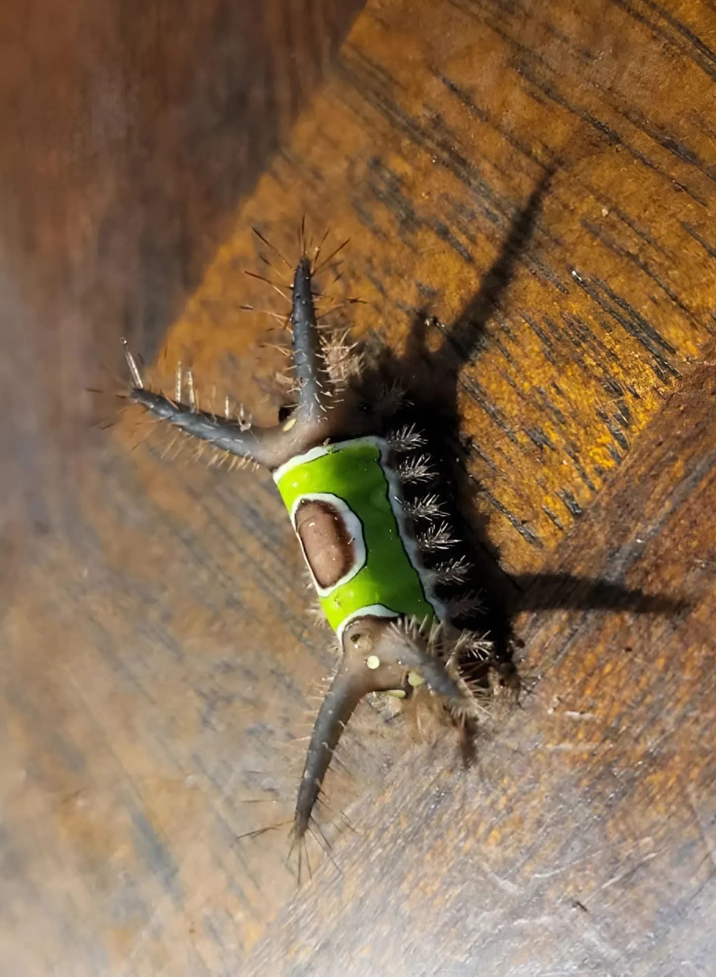 A Surprising Encounter at Home: What I Learned From a Tiny Caterpillar
