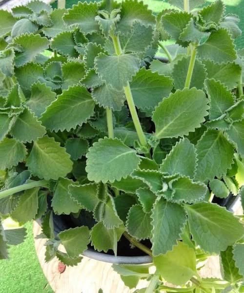 Just 1 oregano leaf a day and you wonโt suffer from any moreโฆ