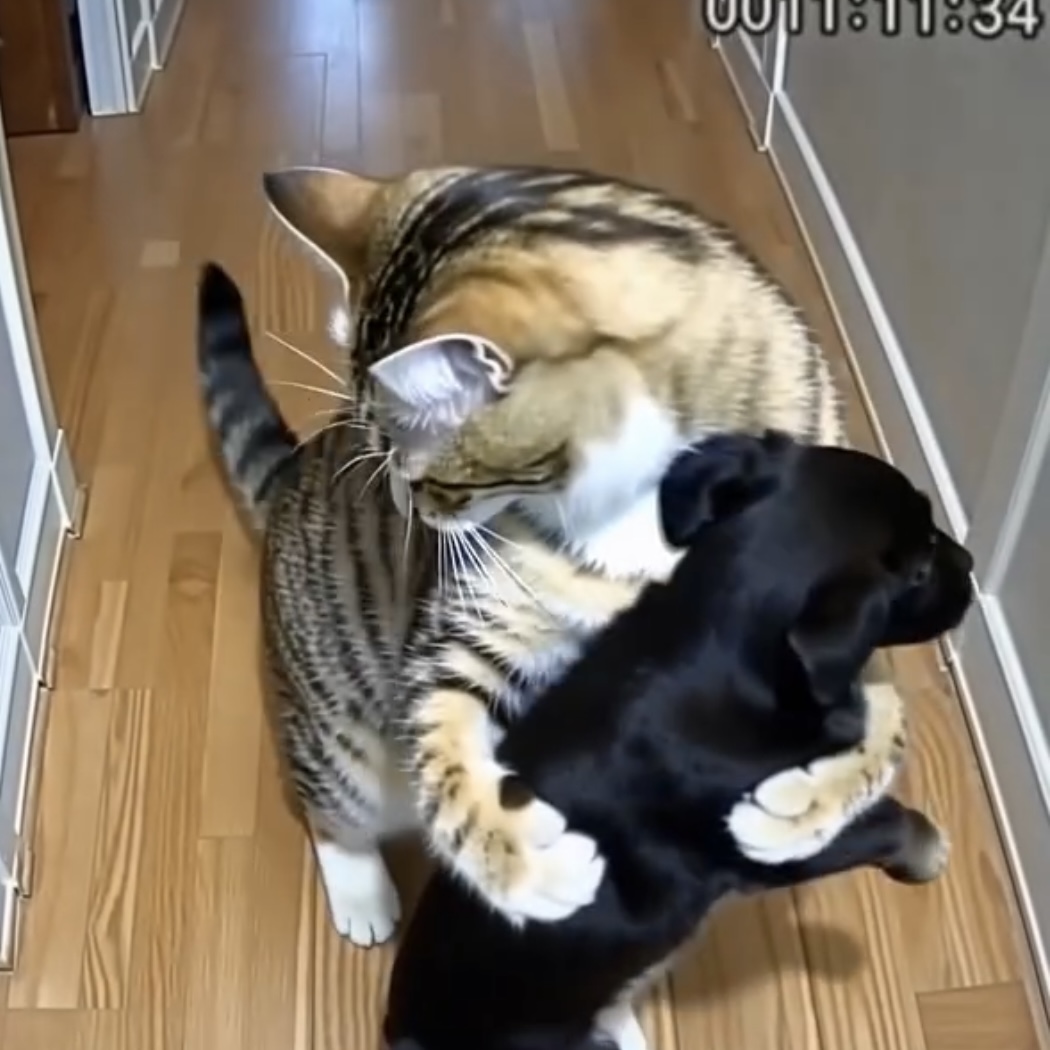 โWhen My Cat Brought Home Puppiesโฆ I Never Expected What Happened Next โ