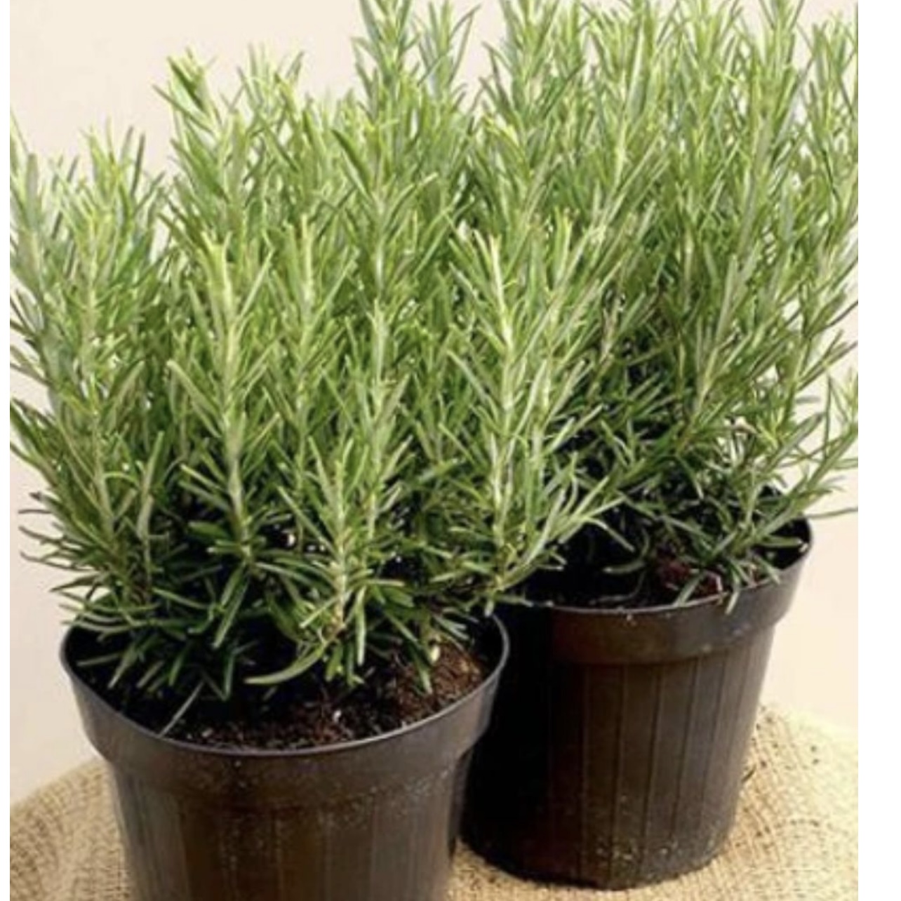 Drink rosemary tea on an empty stomach and you will no longer suffer from…