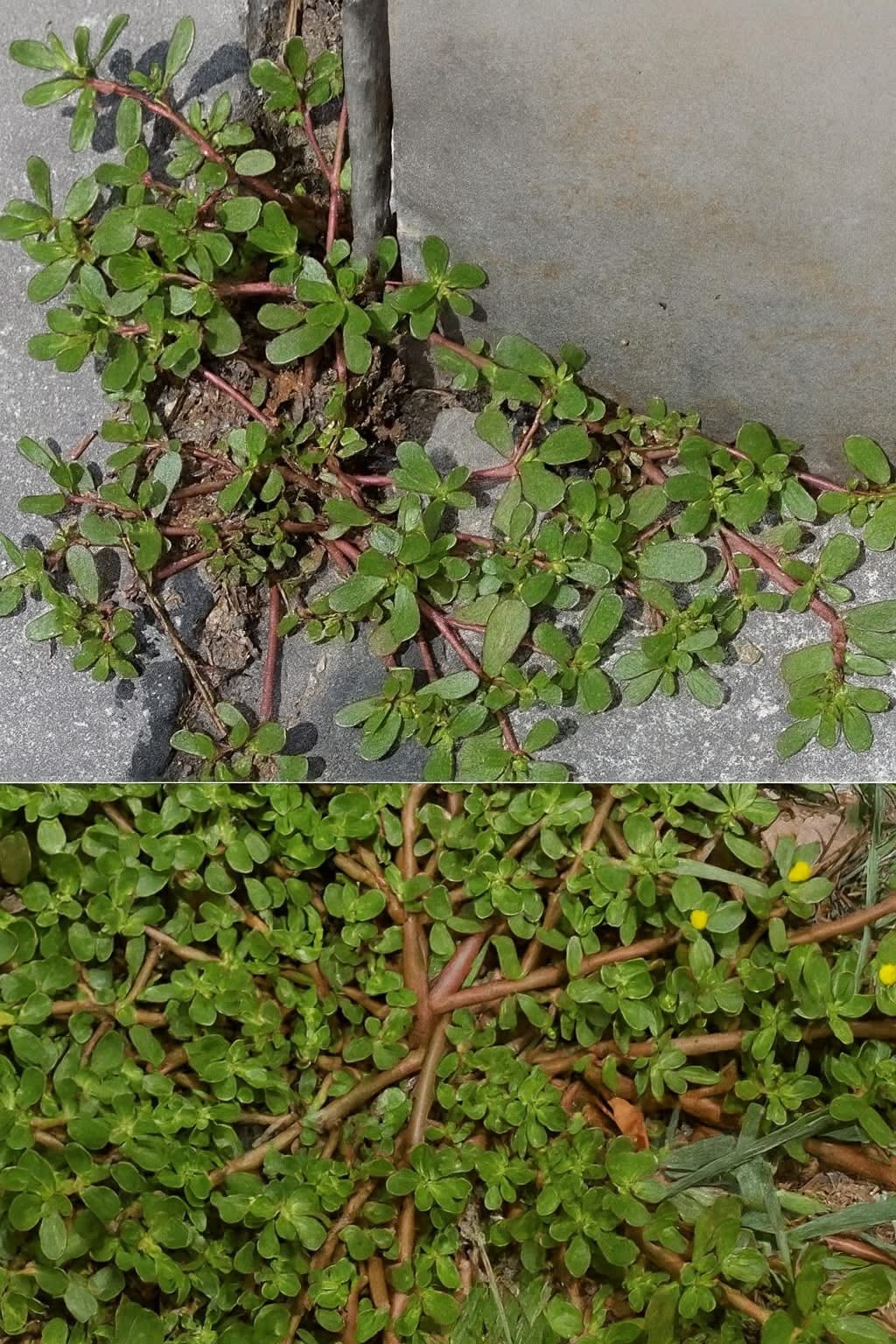 If You Spot This Plant in Your Yard, Don’t Remove It