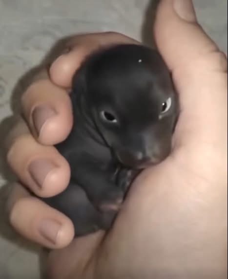 The Morning I Discovered a “Puppy” That Was Something Truly Unexpected